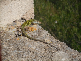 Snake Trapping