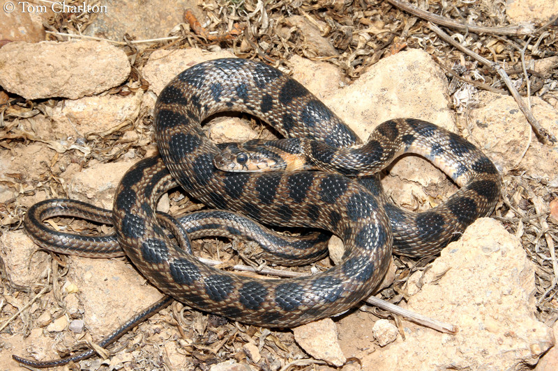 Horseshoe Whip Snake
