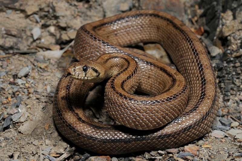 Ladder Snake
