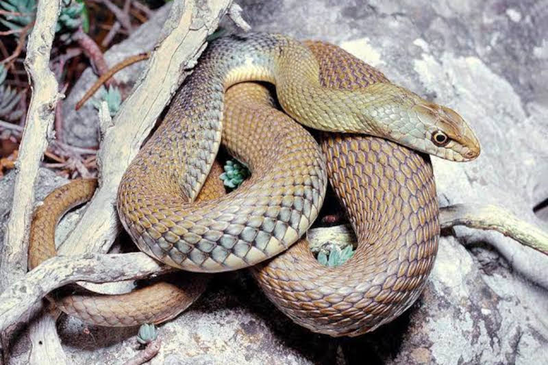 Montpellier Snake
